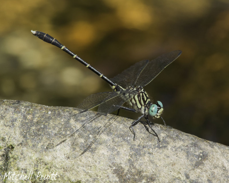 Interior Least Clubtail--Stylogomphus sigmastylus