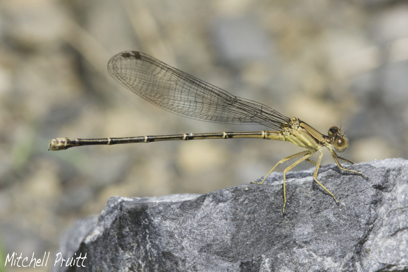 Blue-fronted Dancer--Argia apicolis