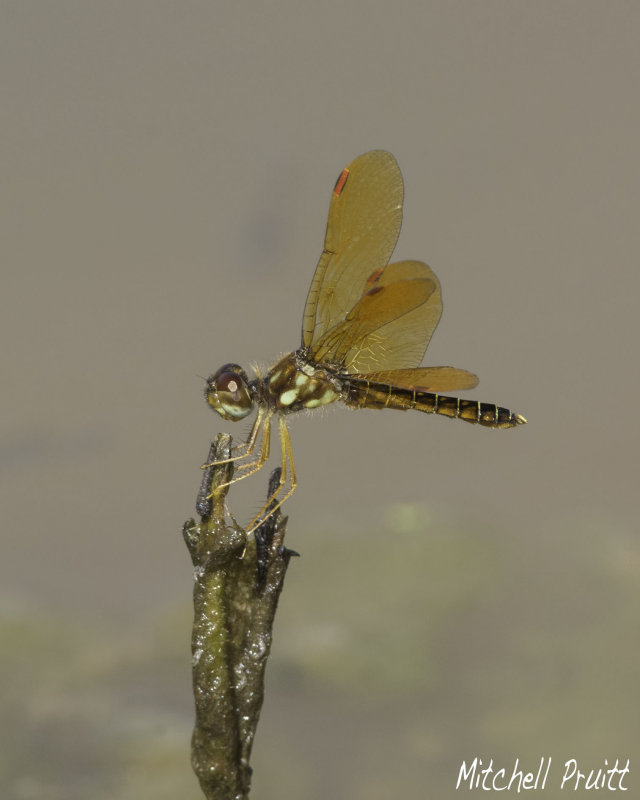 Eastern Amberwing--Perithemis tenera