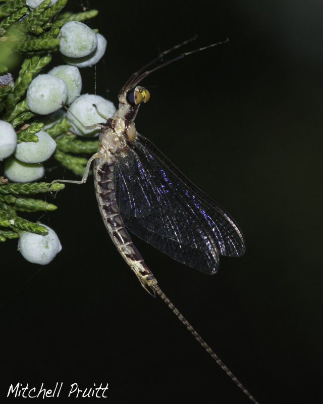 Mayfly sp.