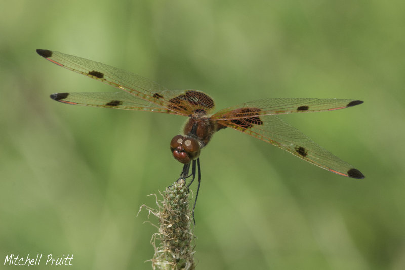 Calico Pennant--Celithemis elisa