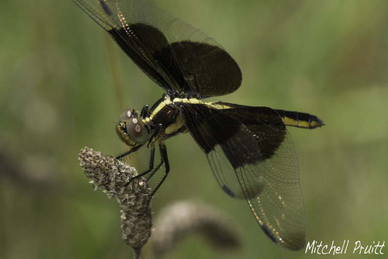 Widow Skimmer--Libellula luctuosa