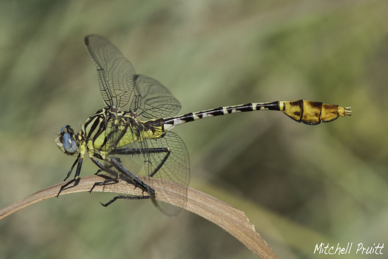 Flag-tailed Spinyleg (Dromogomphus spoliatus)