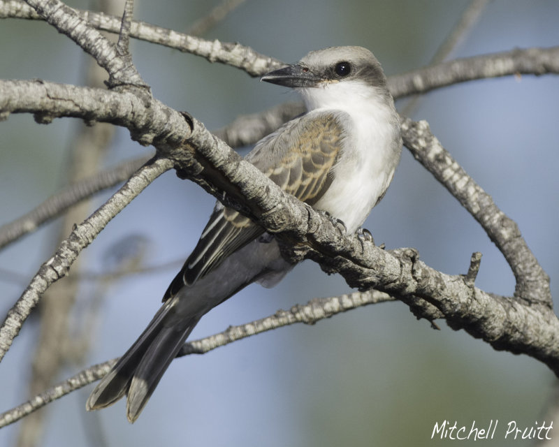 Gray Kingbird