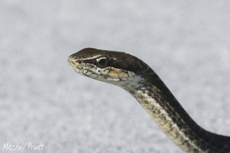 Brown Racer--Alsophis vudii