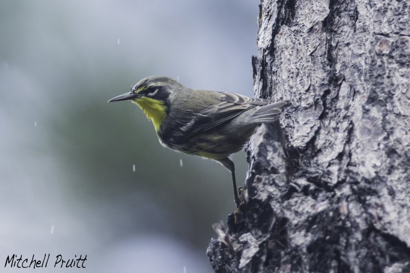 Bahama Warbler