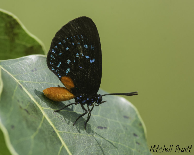 Atala Hairstreak on Poisonwood