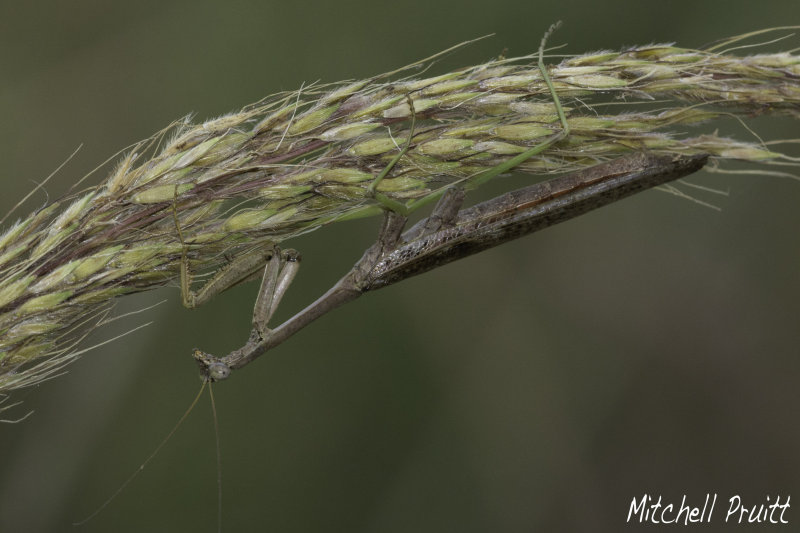 Carolina Mantis (Stagmomantus carolina)