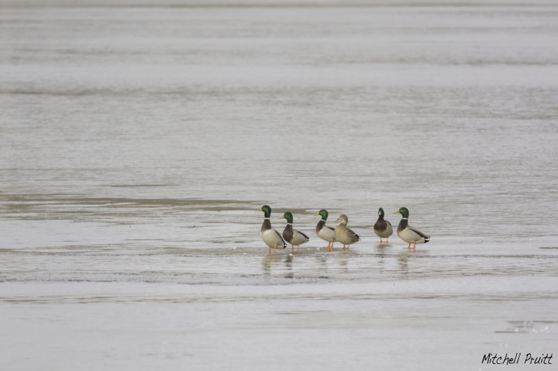 Mallard