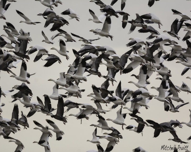 Snow Geese