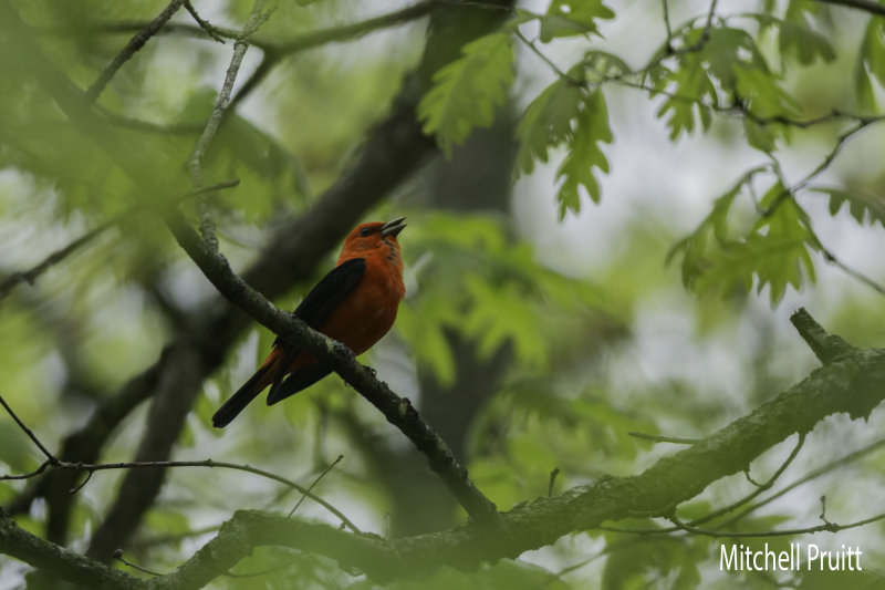 Scarlet Tanager