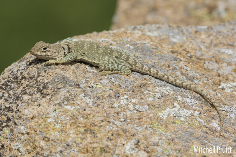 Eastern Collared Lizard (female)