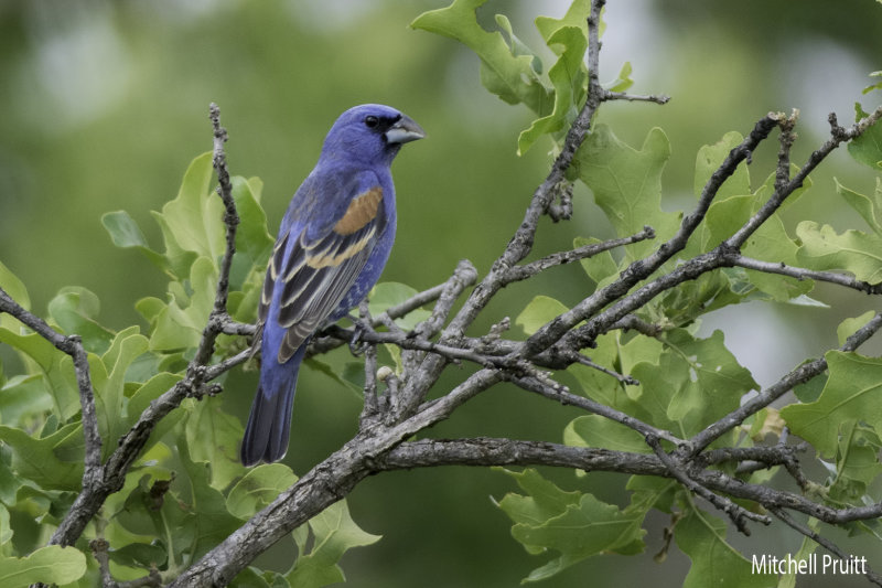 Blue Grosbeak