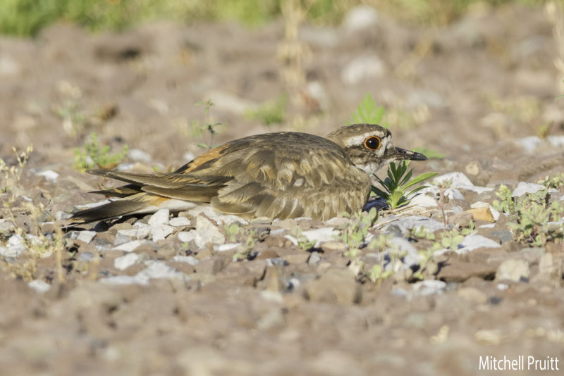 Adult on Nest