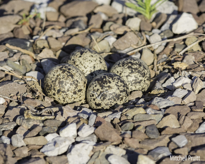 Killdeer Eggs