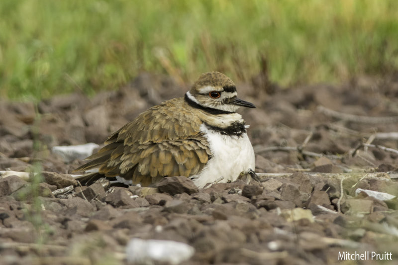 Killdeer 6