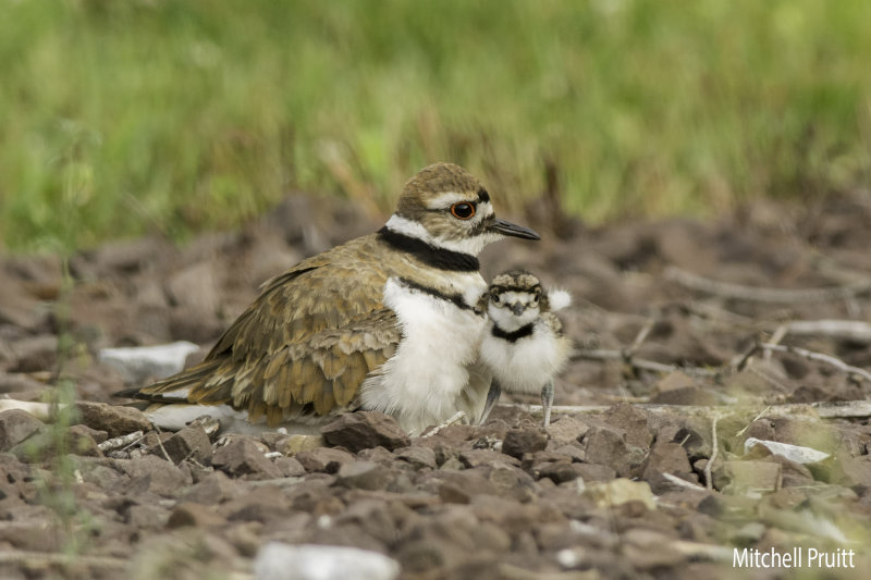 Killdeer 7