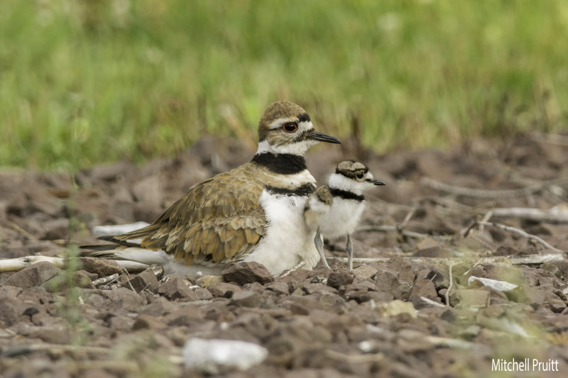 Killdeer 8