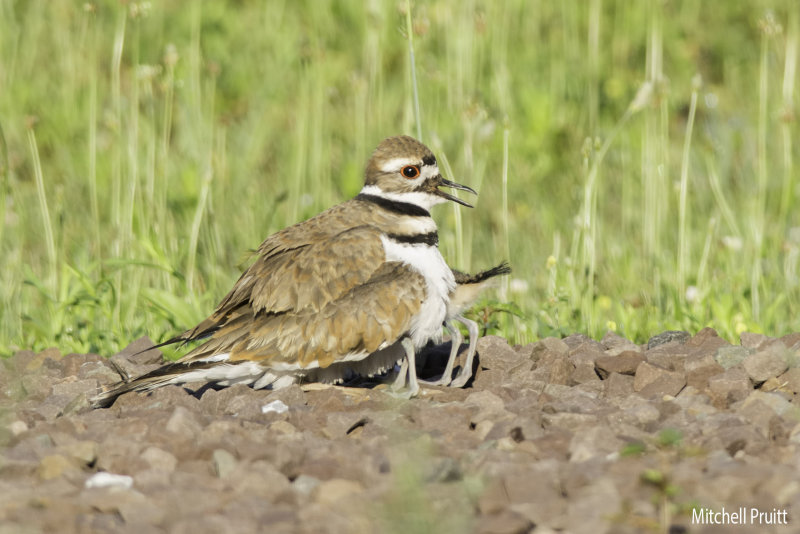 Killdeer 3