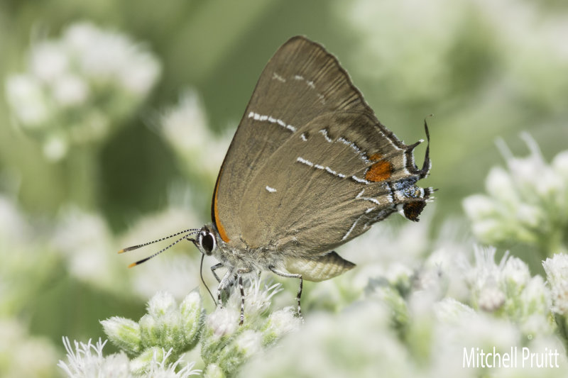 White M Hairstreak (Parrhasius m-album)