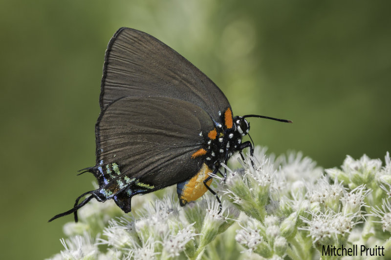 Great Purple Hairstreak (Atlides halesus)