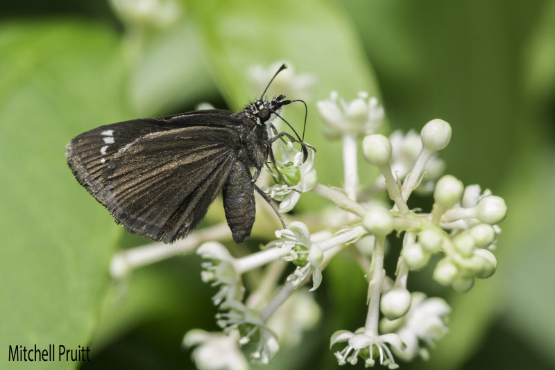 Common Sootywing (Pholisura catullus)