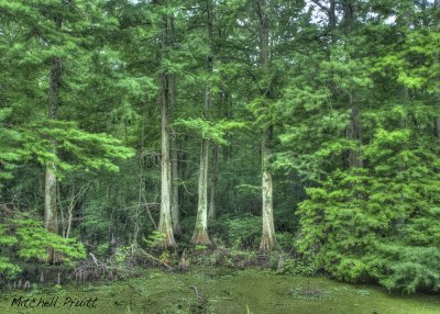 Bottomland HDR 2