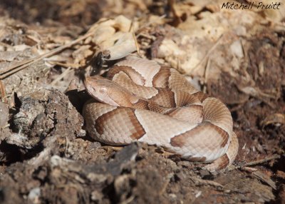 Southern Copperhead 5