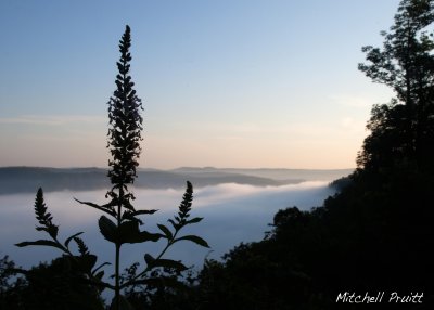 Wood Sage and Morning Fog