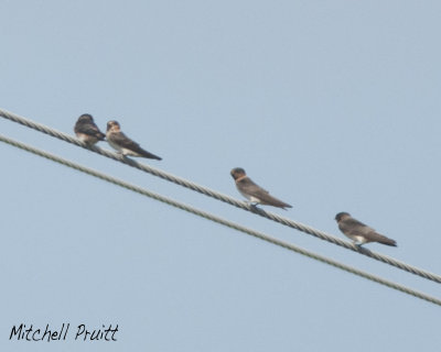Assorted Swallows