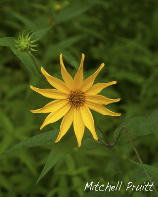 Stiff-haired Sunflower--Helianthus hirsutus