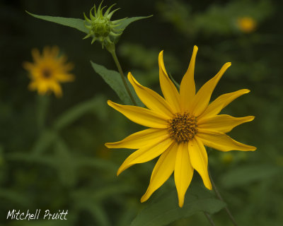 Stiff-haired Sunflower--Helianthus hirsutus