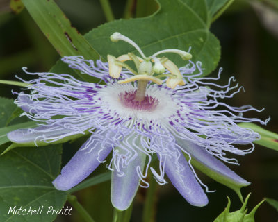 Passion Flower--Passiflora incarnata
