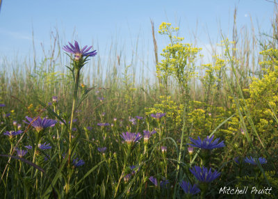 Southern Prairie Aster and Goldenrod