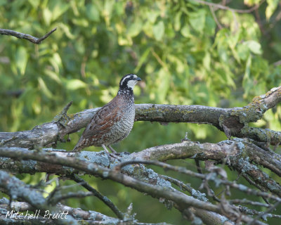 Northern Bobwhite