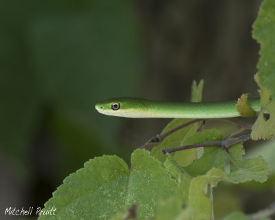 Rough Green Snake--Opheodrys aestivus