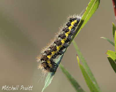 Smartweed Caterpillar--Acronicta oblinita
