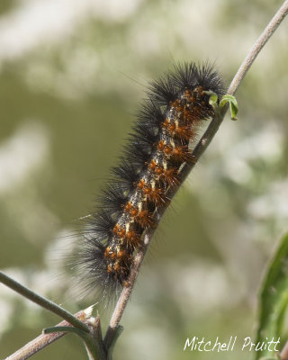 Salt Marsh Caterpillar--Estigmene acrea