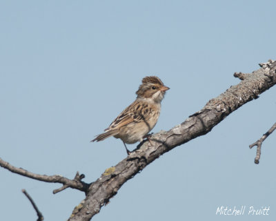 Clay-colored Sparrow