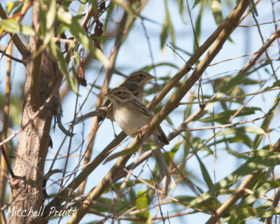 Clay-colored Sparrow