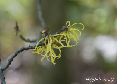 American Witch-hazel