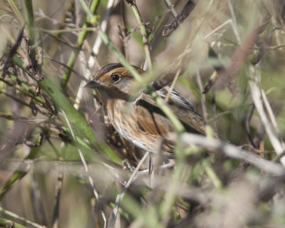 Nelson's Sparrow