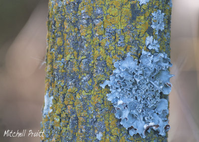 Lichens on Green Ash