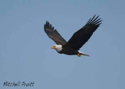 Bald Eagle