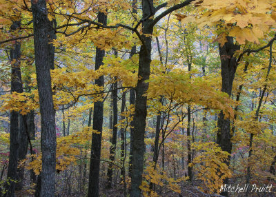 Sugar Maple Wonderland