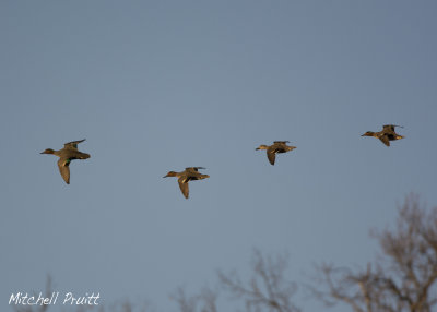 Green-winged Teal