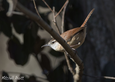 Carolina Wren