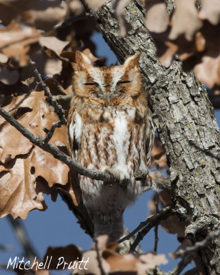 Eastern Screech-Owl