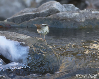 Louisiana Waterthrush