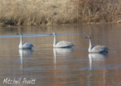 Trumpeter Swans